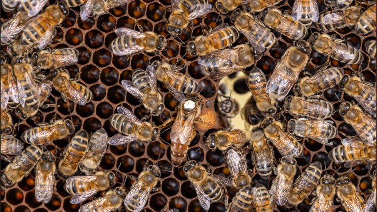 Ortaçağ saray draması: Arıların kraliçelerini devirmesinin şaşırtıcı nedeni