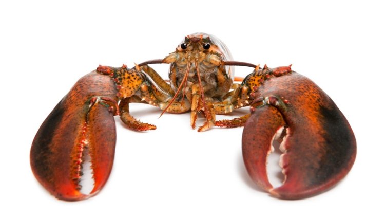 İngiltere’de acı hisseden ıstakoz, karides, yengeç ve kerevitlerin kaynatılması yasaklanacak