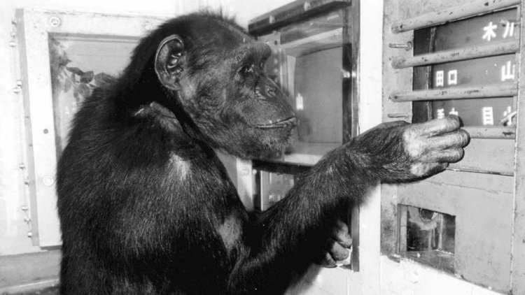 Primat zekası araştırmalarını kökten değiştiren 'dahi' dişi şempanze Ai öldü