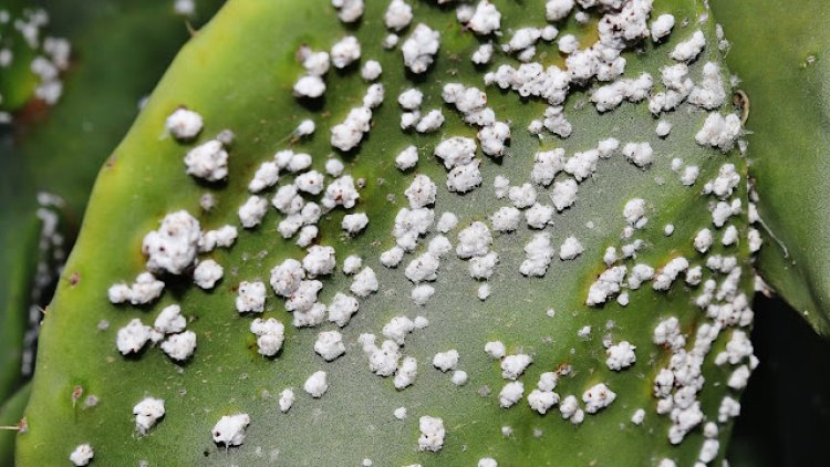Babutsa Koşnili ile Mücadelede Eğitimi semineri düzenlendi