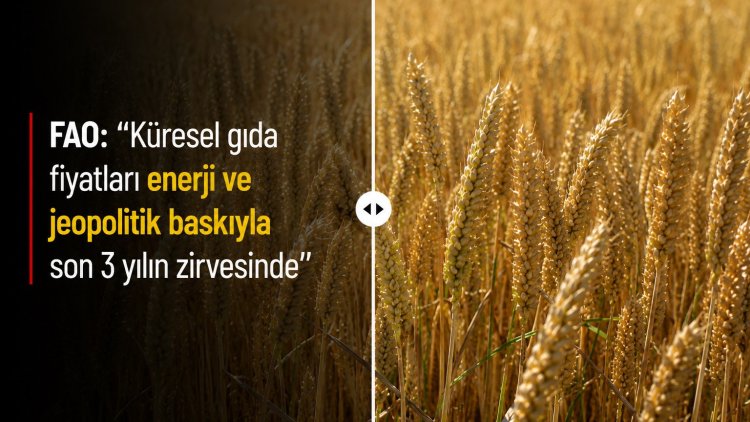 FAO: 'Küresel gıda fiyatları enerji ve jeopolitik baskıyla son 3 yılın zirvesinde'