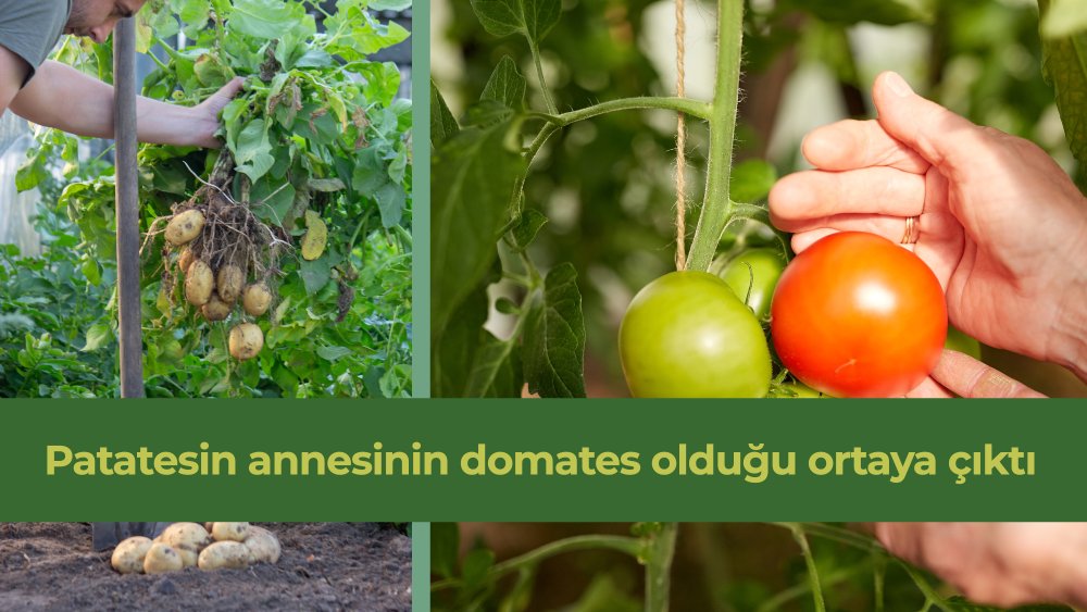 https://mikro-makro.net/bilimsel-arastirma-patatesin-annesi-domates