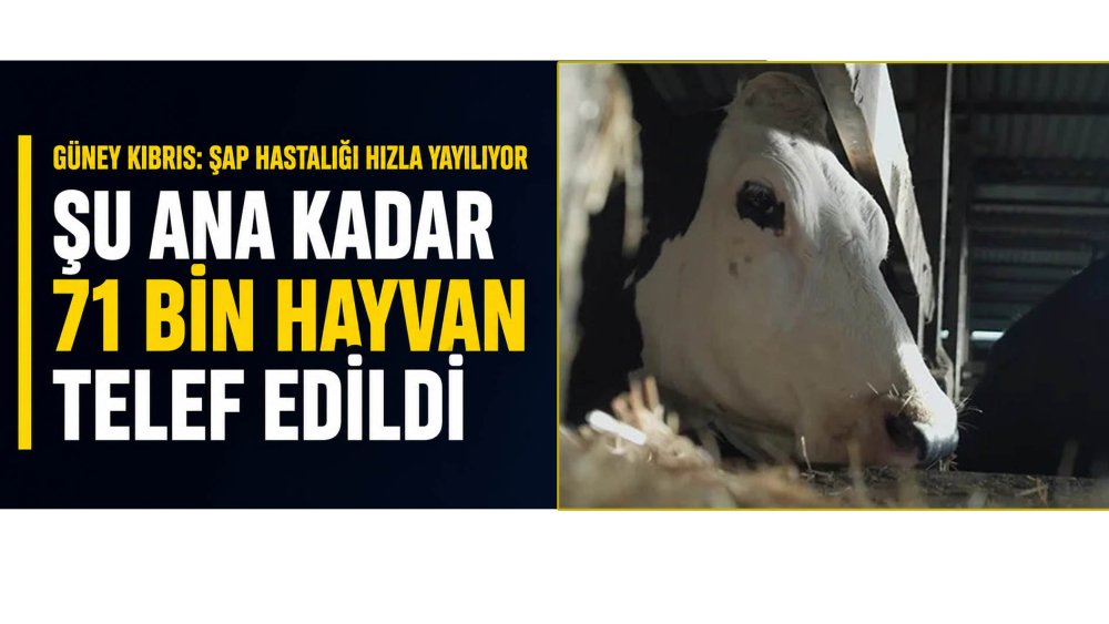 https://test.mikro-makro.net/guney-kibris-sap-hastaligi-hizla-yayiliyor