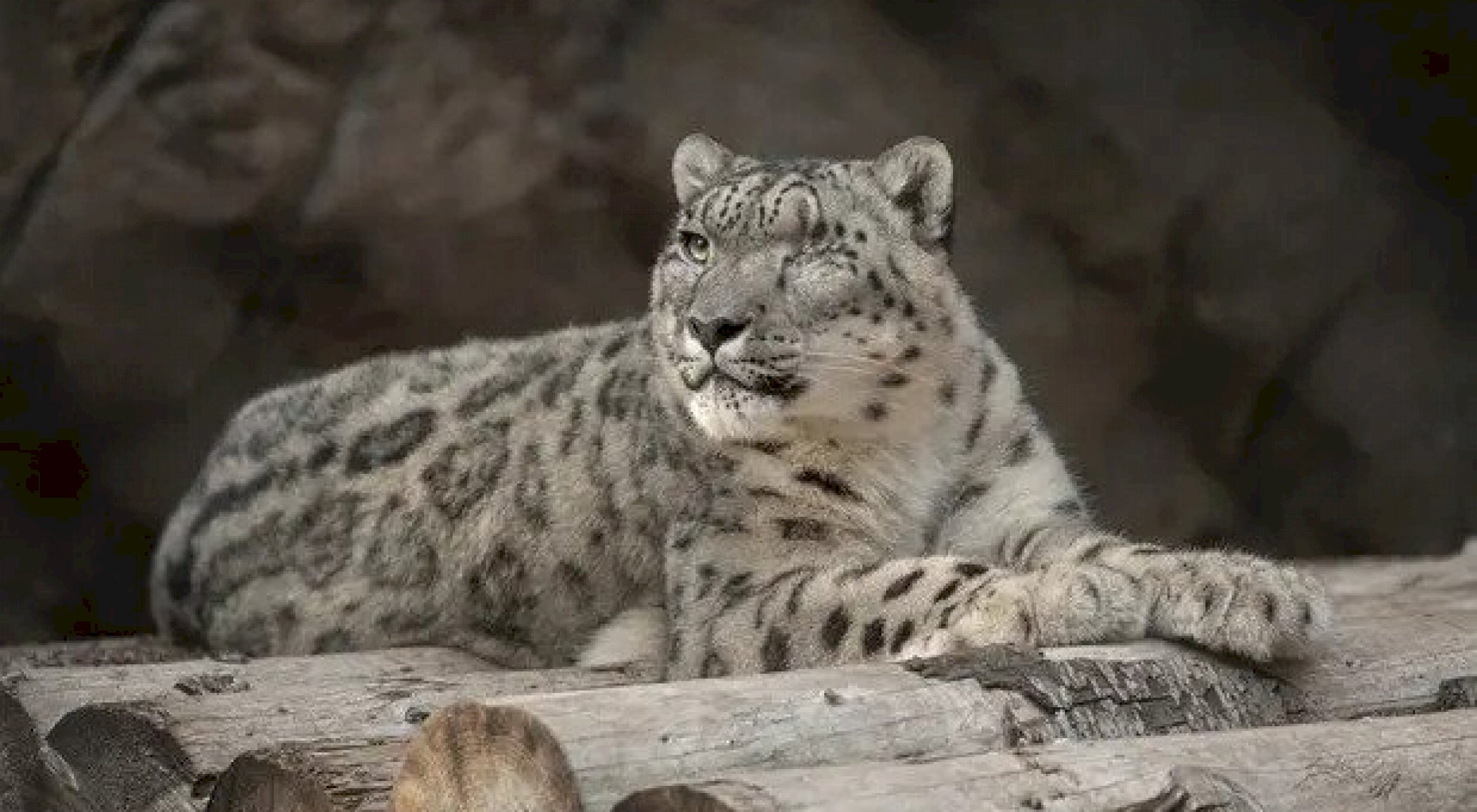 https://mikro-makro.net/leopar-da-covid-19a-yakalandi