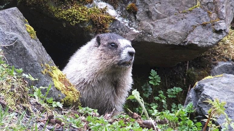 Rusya bubonik veba salgını şüphesiyle Çin, Moğolistan ve Kazakistan sınırında devriye gezdiriyor