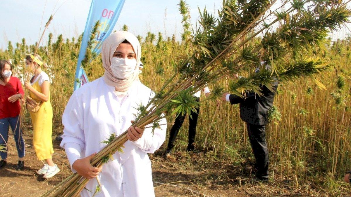 KKTC’de neden üretilmesin: Türkiye kenevir [cannabis] üretimini deniyor