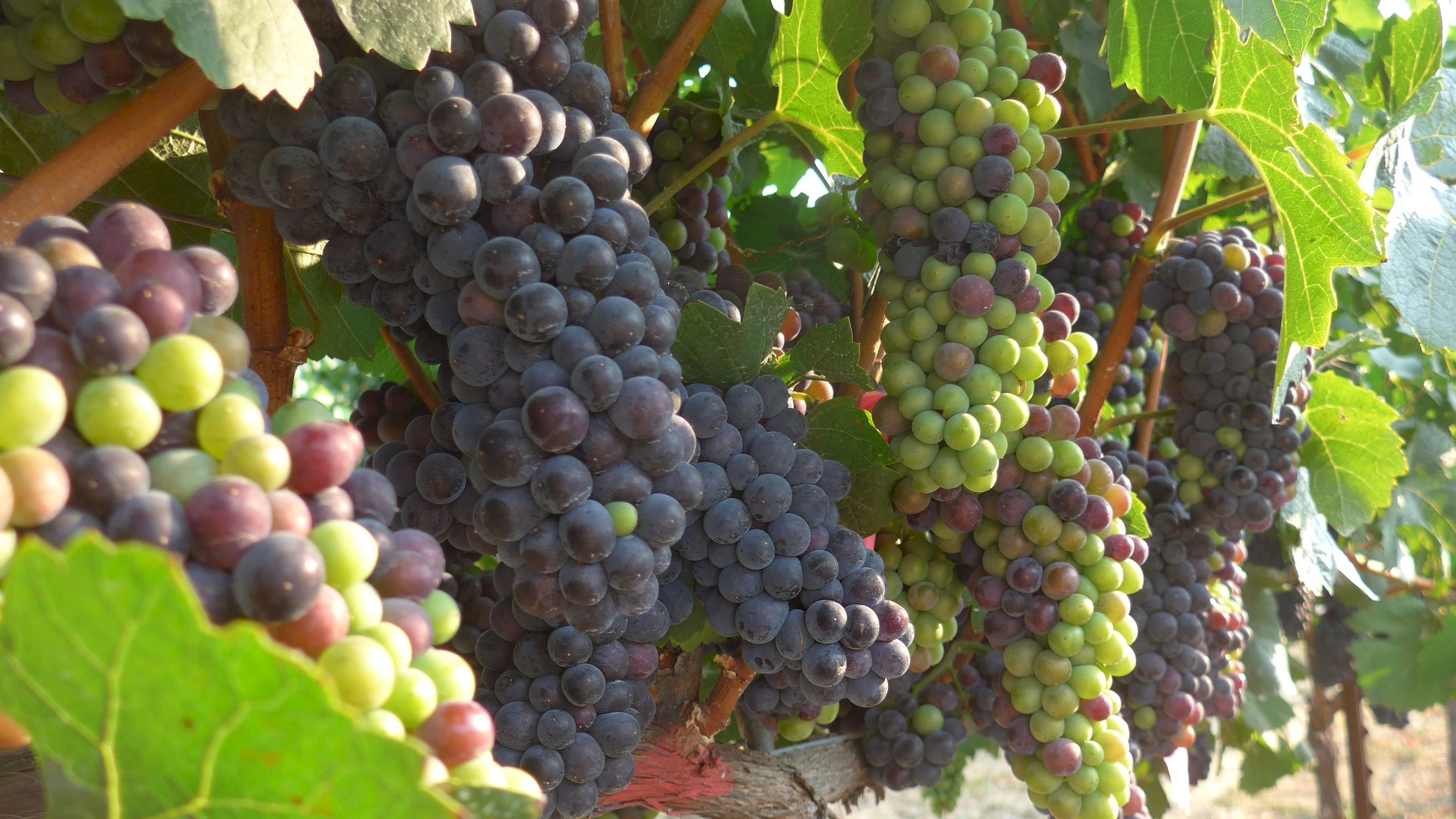 Küresel ısınma tarımsal ürünlerin yetiştirildiği bölgeleri değiştiriyor