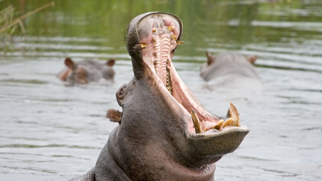 Uyuşturucu baronu Escobar'ın eski malikânesindeki 24 su aygırı kısırlaştırıldı