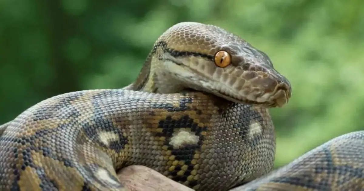 Endonezya’da ormansızlaştırma nedeniyle aç kalan piton kadını yuttu