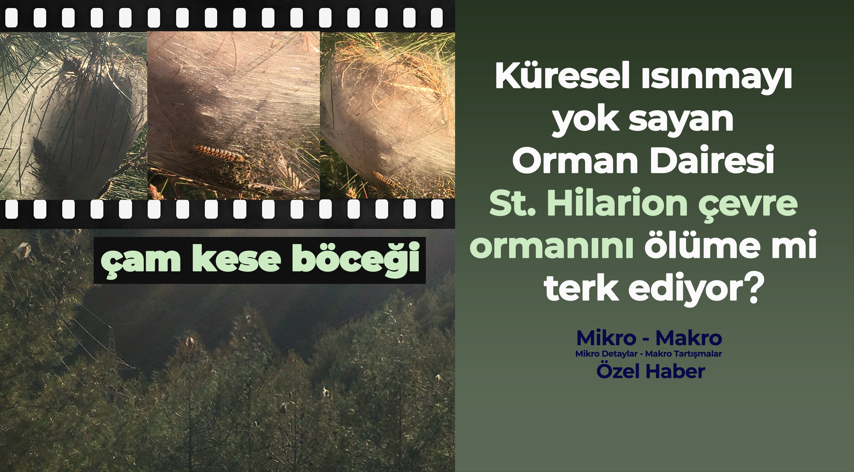 Orman Dairesi ormanları korumayacaksa neden böyle bir dairemiz var?