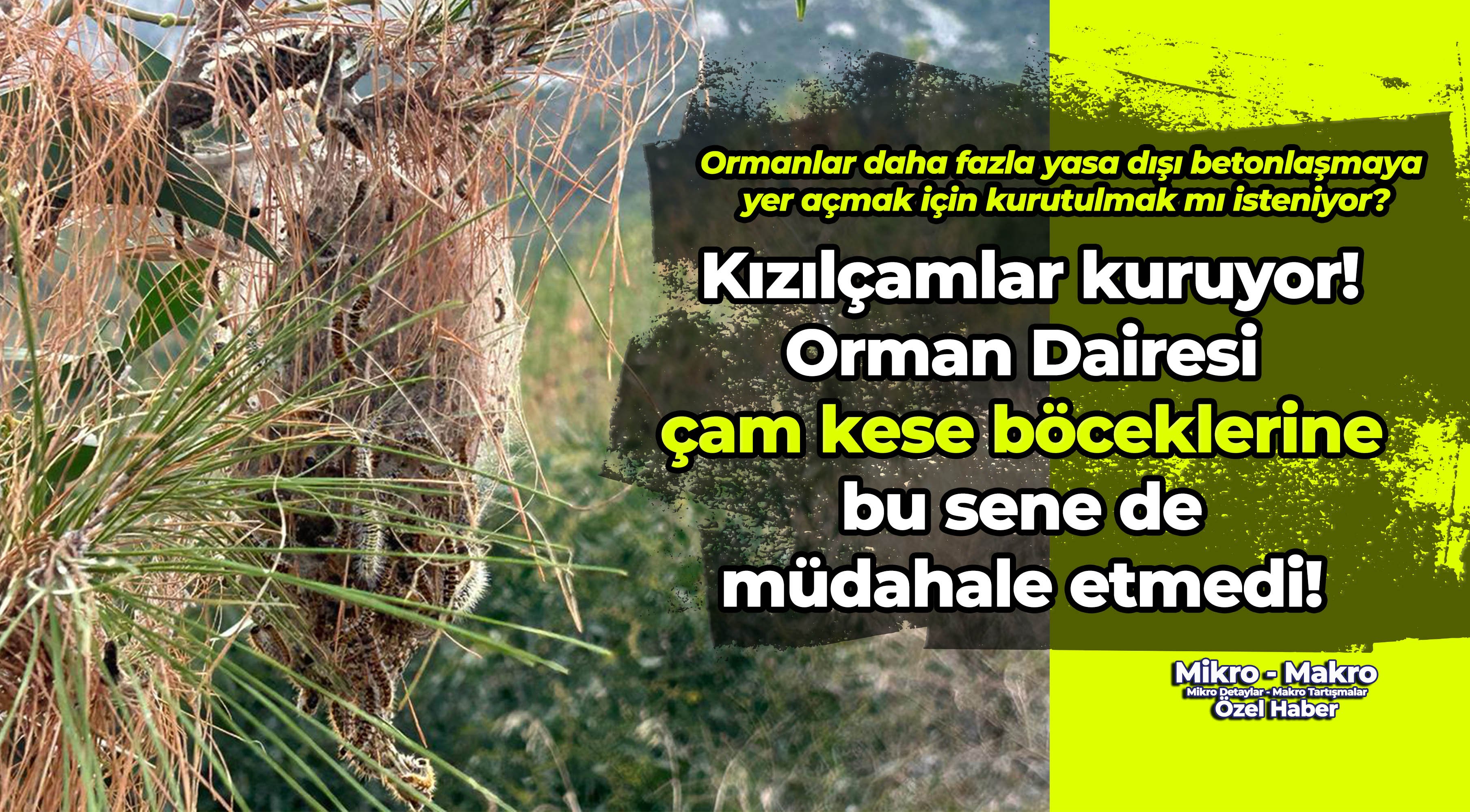 KKTC ormanları yasa dışı betonlaşmaya yer açmak için mi kurutuluyor?