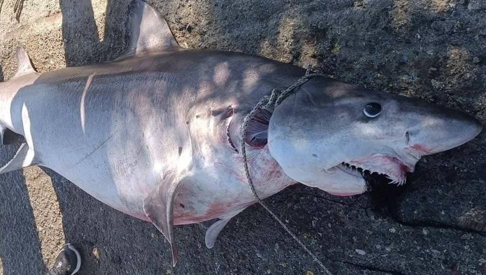 Toros va Baliq jinsi Toros va Baliq jinsi
