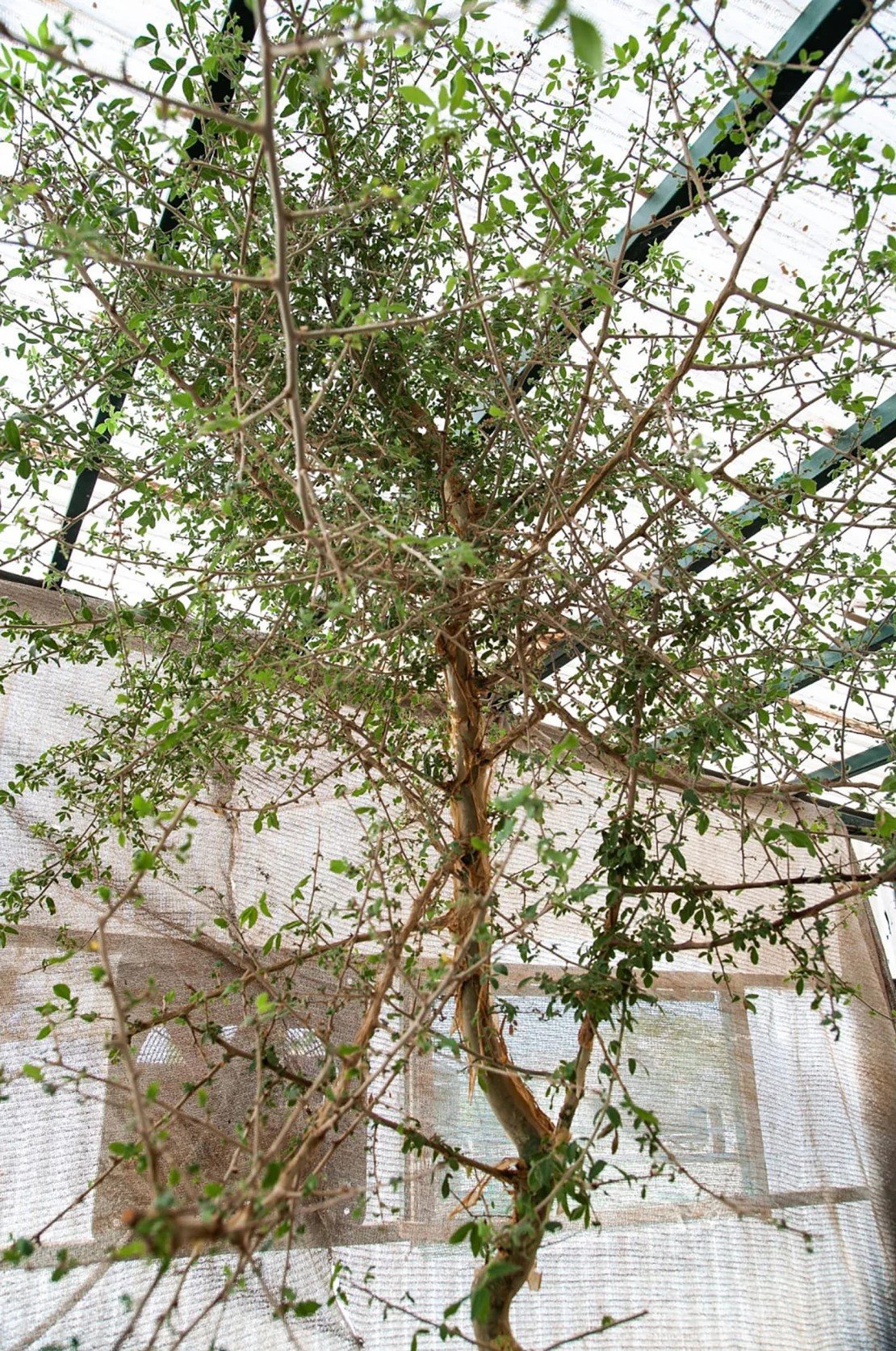 İncil'de geçen ağaç 1.000 yıllık tohumdan yeniden büyütüldü