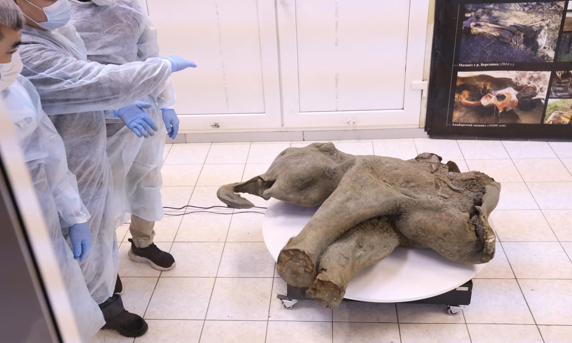 50 bin yıllık çok iyi korunmuş yavru mamut bulundu