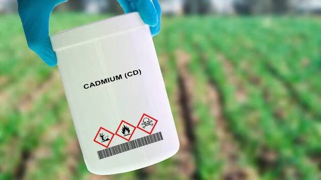 Çocuklar özellikle risk altında: Günlük besinlerde kadmiyum uyarısı 