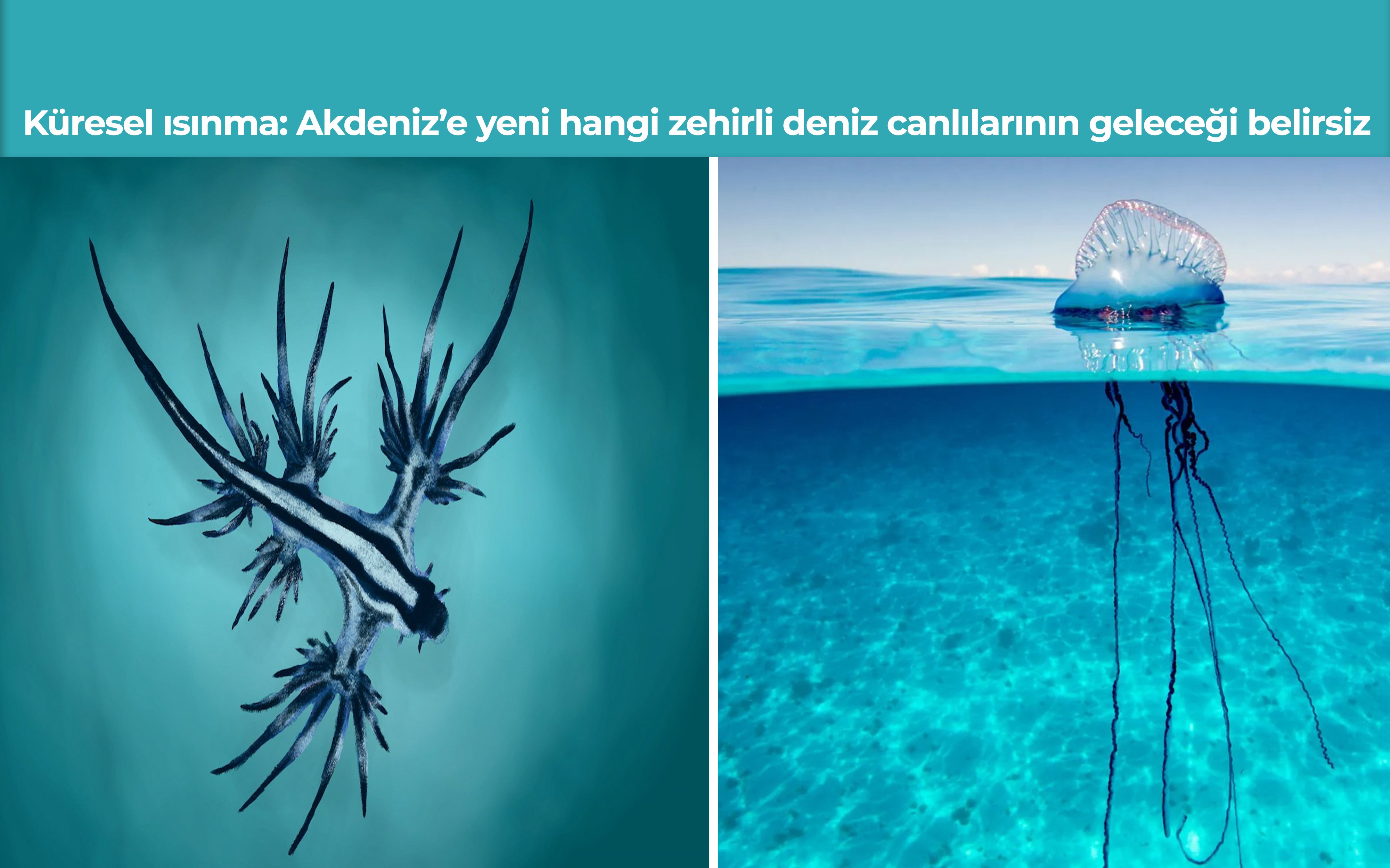 Küresel ısınma: Akdeniz’e yeni hangi zehirli deniz canlılarının geleceği belirsiz