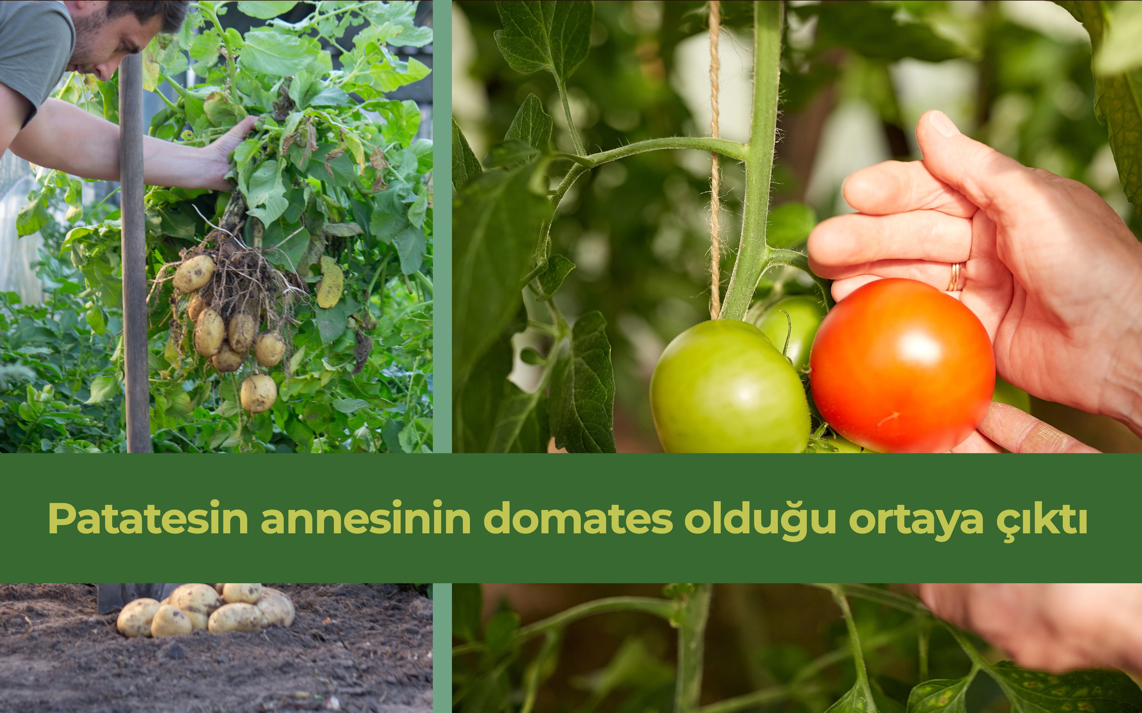 Bilimsel araştırma: Patatesin annesi domates!