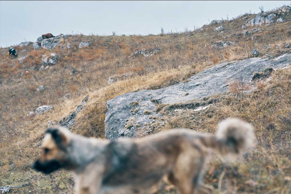 Yabani köpek sürülerinin saldırılarına karşı iki toplumlu çözüm gündemde