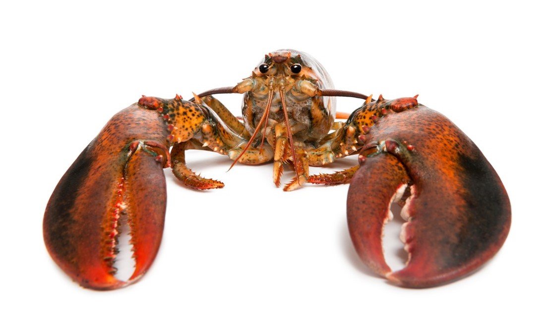 İngiltere’de acı hisseden ıstakoz, karides, yengeç ve kerevitlerin kaynatılması yasaklanacak