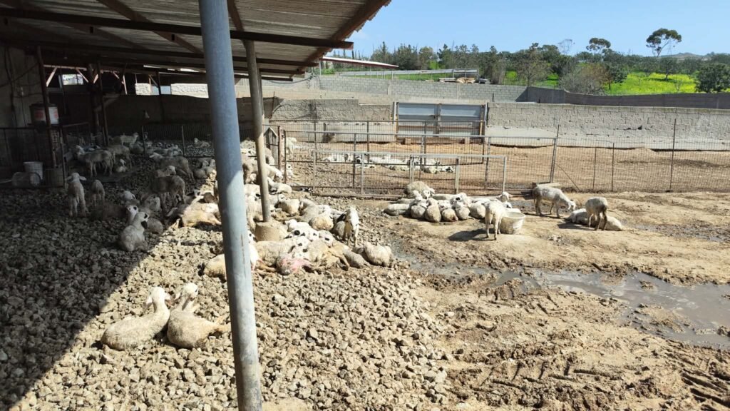 İki toplumlu Sağlık Teknik Komitesi, yayılan şap hastalığı konusunda iş birliği yapıyor