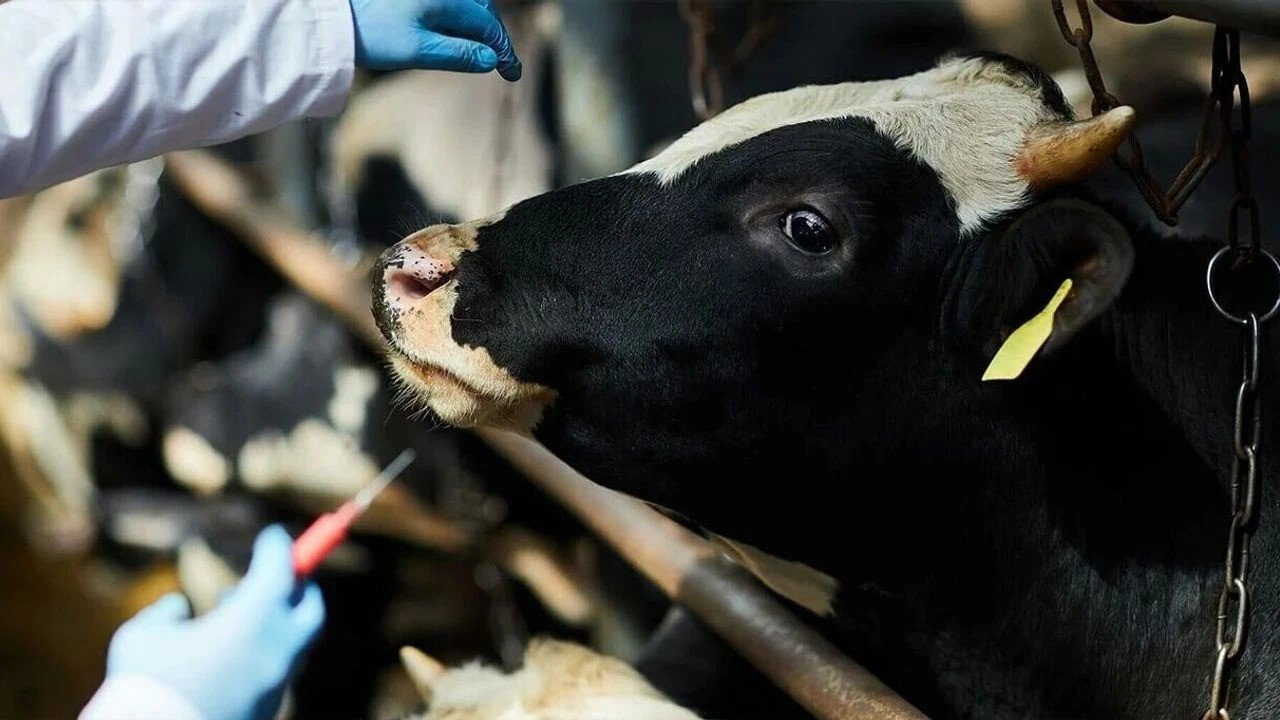 5 bin hayvanın şap hastalığına yakalandığı Güney Kıbrıs,  Avrupa Komisyonu'ndan yardım talep etti 