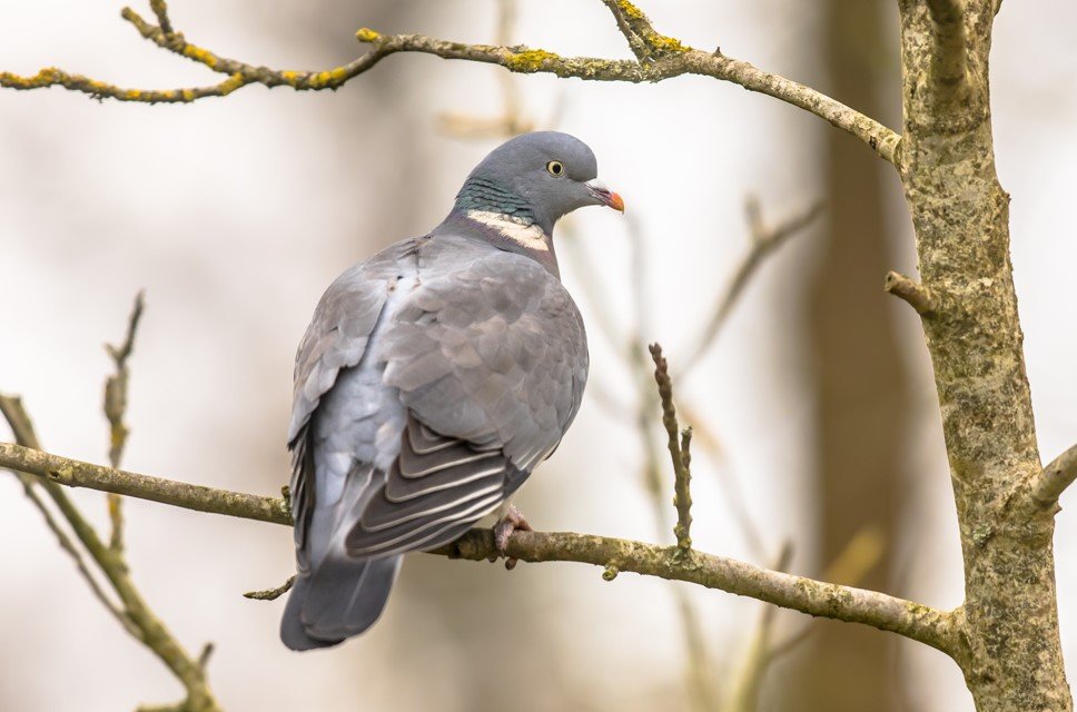 Lefke Çevre ve Ekoloji Derneği: Ot kurutma ilaçları kuşları öldürüyor, ekosisteme zarar veriyor
