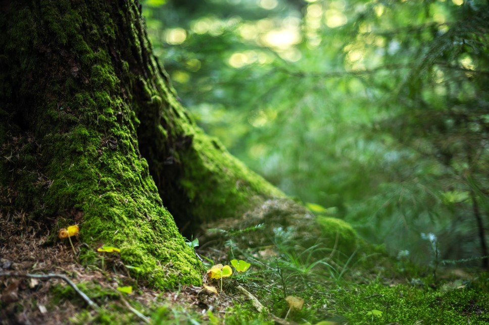 Alçak orman arazilerinin kiralanmasının önünü açacak değişikliğe kınama