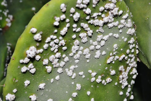 Babutsa Koşnili ile Mücadelede Eğitimi semineri düzenlendi