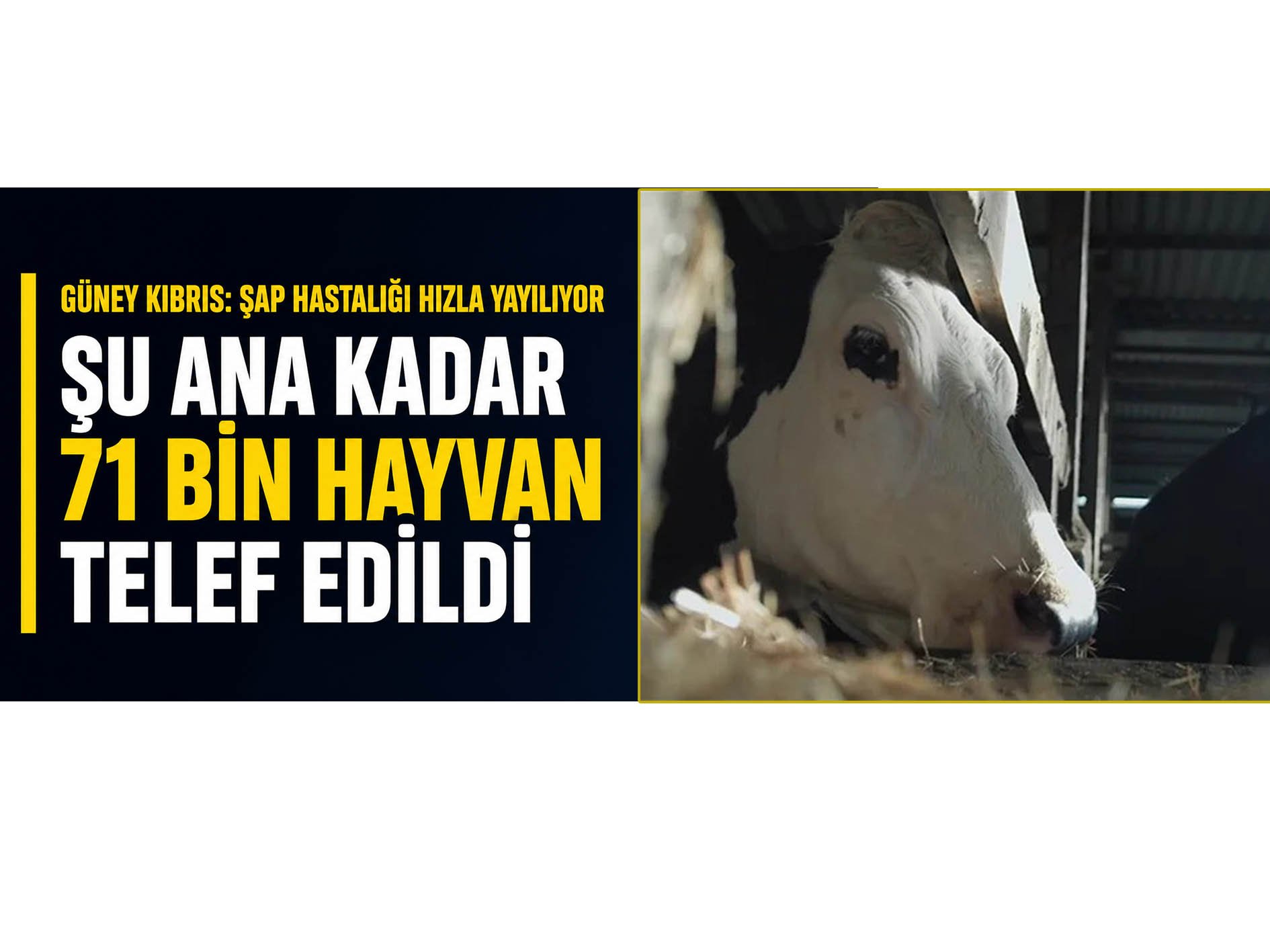 Güney Kıbrıs: Şap hastalığı hızla yayılıyor 